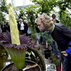 Amorphophallus titanum will bloom in the next few days for the first time in Denmark. This may be a somewhat mixed blessing, because the giant plant smells strongly of rotten meat and therefore has been nicknamed Corpse Flower or Mr Stinky. (Jacob Ehrbahn/POLFOTO/PA Images)