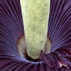 Close-up of the aforementioned Amorphophallus titanum (Jacob Ehrbahn/POLFOTO/PA Images)