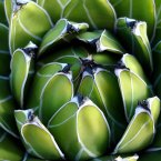 Agave nectar: From the same plant used in the making of tequila, Agave nectar can be used as a natural sweetener. (gaeti/Flickr)