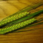 Barley: Stuffed full of fibre, manganese, tryptophan and more, barley is nutrient dense. It feeds friendly bacteria into the digestive tract, decreasing the risk of colon cancer and it is said to reduce cholesterol. (Liz West/Flickr) 