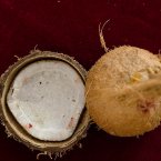 Coconut: It has been hyped as the newest source of energy on the market and is said to boost metabolism, prevent diabetes, aid digestion and ward off viruses. Coconut water has also taken off in America as an alternative sports drink. (Srinayan Puppala/Flickr)