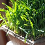 Wheatgrass is a beauty queen's favourite superfood with its high levels of vitamin E, phosphorous and chlorophyll that are said to freshen breath, postpone greying of hair, prevent tooth decay, brighten skin and generally detox the body. (Kristen Taylor/Flickr)