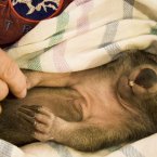 Despite the crazy claws, how could you resist wanting to wrap a wombat in cloth and cuddle it like a child. (feverblue/Flickr)
