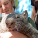Check out those come to 'whatever the wombat equivalent of a bed is' eyes. (Christian Haugen/Flickr)