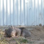 The job being looking cute, which wombats still manage to pull off effortlessly, even with their eyes closed. (zayzayem/Flickr)
