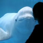Here's looking at you, smiley white whale. (ChinaFotoPress/Photocome/Press Association Images)