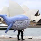 Maybe this is what whale evolution has in store for us, or not. (AP Photo/Rick Rycroft)