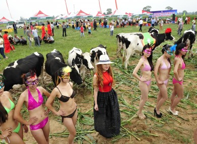 Miss Dairy Cow contestants in China last weekend. 
