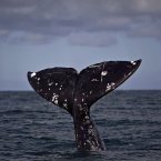 Quite possibly the whale equivalent of giving someone the finger, but don't be offended. Just marvel instead. (AP Photo/Guillermo Arias, file)