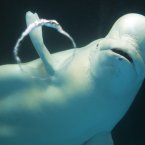 A white whale forms a ring, while simultaneously appearing to wave at the camera. (Itsuo Inouye/AP/Press Association Images)