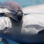 A two-day-old female white whale swims with her mother. One, two, three... aawwwwww. (AP Photo/Itsuo Inouye)