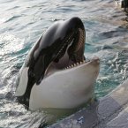 The many teeth of a killer (orca) whale. (AP Photo/Peter Dejong)