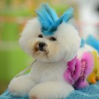 This pooch knows where it's at AND can work hair-accessory coordination. Double whammy. (Photo by CDSB/Chinafotopress) 