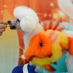 Yes, that's a fish painted on a poodle. And? (Photo by CDSB/Chinafotopress)