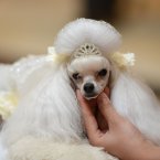 Work that crown, baby. (Photo by CDSB/Chinafotopress) 