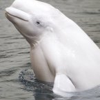 The beluga whale is known for its high-pitched twitter, and for looking left in photographs (only one of these statements is true). (AP Photo/John Bazemore)