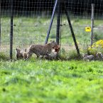 (Image:Steve Parsons/PA Wire)