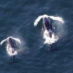 Who said killer whales have no rhythm? Possibly no one. Ever. Until just now. (AP Photo/Ted S. Warren)