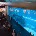 IT holds more than 33,000 marine animals and the viewing panel holds Guinness World Record for largest acrylic panel. Pic: The Dubai Mall