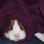 A guinea pig in the sleeve of a jumper. You can hide in a jumper but you can't hide from winter. (RandyA38/Flickr)