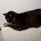 This cat has bagged this spot on top of the radiator and is moving for no one. Typical cat. (a.froese/Flickr)