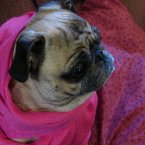 Another pug dresses for the occasion of winter. Typical pug. (audreyjm529/Flickr)