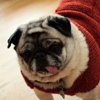 This pug actually loves winter so he can dust off his collection of sweaters. He loves cashmere most, wool chafes his skin. (Linux Librarian/Flickr)