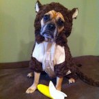 This dog thinks he can outsmart winter by dressing as a monkey. He'll have to find out the hard way. (Pets Adviser/Flickr)