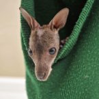 Wallis the wallaby is as snug as a bug in a woolly hat. He said he'll stay put until he outgrows the hat or until sometime in mid-spring, whichever comes first. (Ben Birchall/PA Wire)