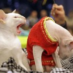 Kittens quarrelling over a red jumper because they like to keep warm and cosy for winter in style. (AP Photo/Sergei Grits)