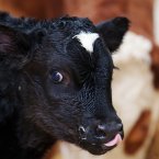 This little chap was born to the Zoo's freisian cow, Bella, in the New Year of 2012. (Image: Dublin Zoo/Patrick Bolger Photography 2012)