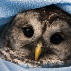 An owl wrapped in swaddling clothes and laid in a manger where he'll stay until winter is well and truly over. (AP Photo/The Canadian Press, Andrew Vaughan)
