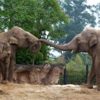 Upali the bull elephant arrived in Dublin in July from England - and immediately claimed the title of Dublin Zoo's largest animal. (Image: Dublin Zoo/Patrick Bolger Photography 2012)