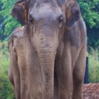 The 17-year-old stands 3 metres high and weighs over 6,000 kgs - which makes us all feel a bit better about that Christmas dinner... (Image: Dublin Zoo/Patrick Bolger Photography 2012)