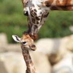 Female giraffe Tamu was born in June. (Image: Dublin Zoo/Patrick Bolger Photography 2012)