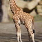 And she was six feet tall before she turned two months old. Wow... (Image: Dublin Zoo/Patrick Bolger Photography 2012)