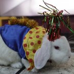 A rabbit dresses up as a clown, obviously in order to cheer himself up because he knows winter is here. (AP Photo/Lynne Sladky)