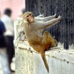 A Rhesus macaque hanging from a fence in New Delhi. (AP Photo/Manish Swarup)