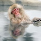 The macaques descend from the Japanese forests to the warm waters of the hot springs in the mornings, and return to the security of the forests in the evenings. (AP Photo/Nick Ut)