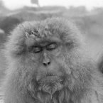 A Japanese macaque in deep thought in the hot springs in Japan. (AP Photo)
