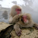A Japanese macaque monkey specialising in back massage and relaxation therapy. (AP Photo/Shuji Kajiyama)