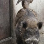 On a wild boar's back. Again, sorry. (AP Photo/Koji Sasahara)
