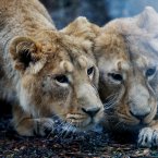 As part of an international breeding programme, these two 19-month-old female Asian lion cubs came to Dublin from a French zoo in May. (Image: Dublin Zoo/Patrick Bolger Photography 2012)