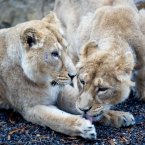 Their species is considered 'critically endangered' in the wild, where only about 400 are left. (Image: Dublin Zoo/Patrick Bolger Photography 2012)