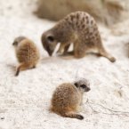 Two meerkat pups were born to a family of four in July. (Image: Dublin Zoo/Patrick Bolger Photography 2012)