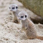The adult male and three females kept close watch over the two pups in their underground burrows after their birth and it was several weeks before they made their first public appearance. (Image: Dublin Zoo/Patrick Bolger Photography 2012)