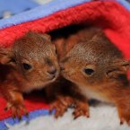 These five-week-old squirrel kittens cosy up in a blanket, swearing they won't