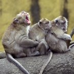 Even macaques like a cuddle every now and then. (AP Photo/Jerome Favre)