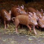 TEN Tamworth piglets - five gals and five chaps - were delivered by mamma pig Rosie in early 2012. (Image: Dublin Zoo/Patrick Bolger Photography 2012)