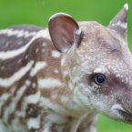 Born in early June, this Brazilian tapir is the first calf born to mum Rio and dad Marmaduke, which may just be the best-named tapirs in any zoo, ever. (Image: Dublin Zoo/Patrick Bolger Photography 2012)